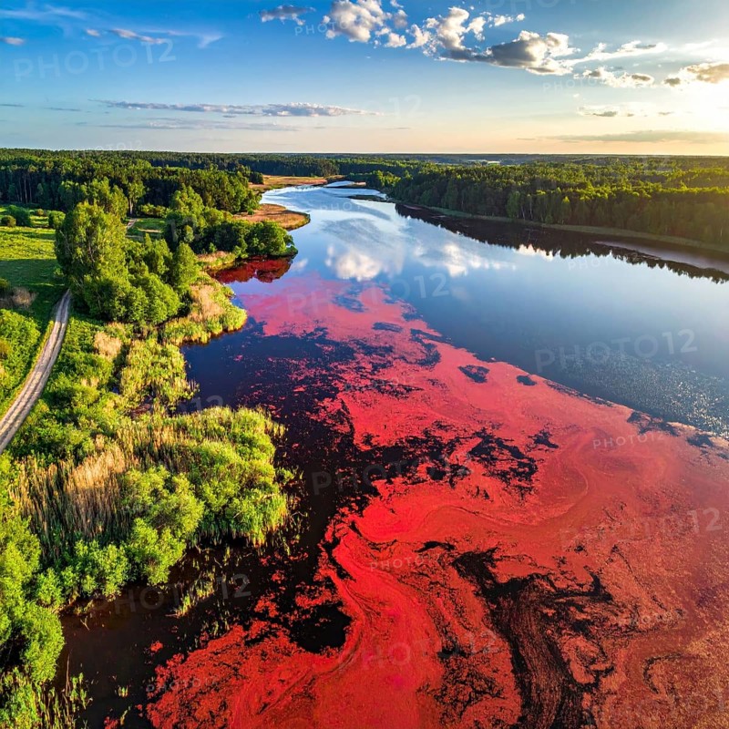 Red algae plant on the lake. abstract ecology nature concept, wild landscape with vibrant red colored water and green forest on a sunny day in summer, Aerial view, wilderness nature with no people around, AI generated
