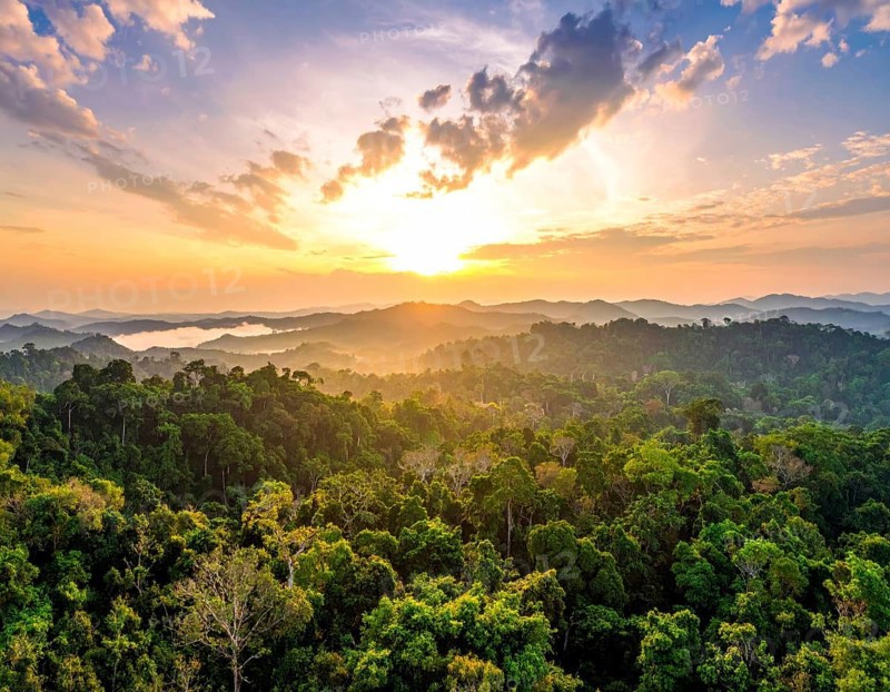 Banner background of tropical forest landscape scene, green wild jungle, cloudy sky at morning, concept and symbol of environmental ecology and sustainable energy, AI generated