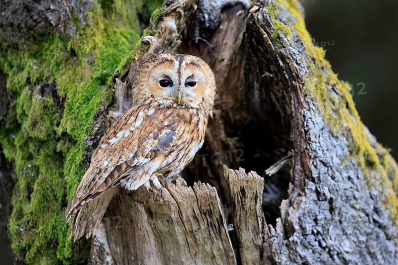 Tawny owl (Strix aluco), adult, perch, on tree, in winter, alert, Bohemian Forest, Czech Republic, Europe, Germany