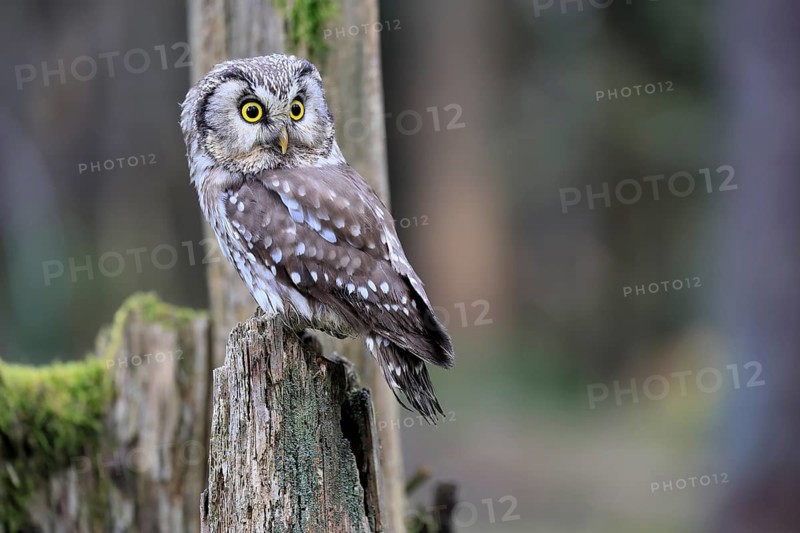 Roughfoot owl (Aegolius funereus), groufoot owl, adult, perch, alert, in winter, Bohemian Forest, Czech Republic, Europe, Germany