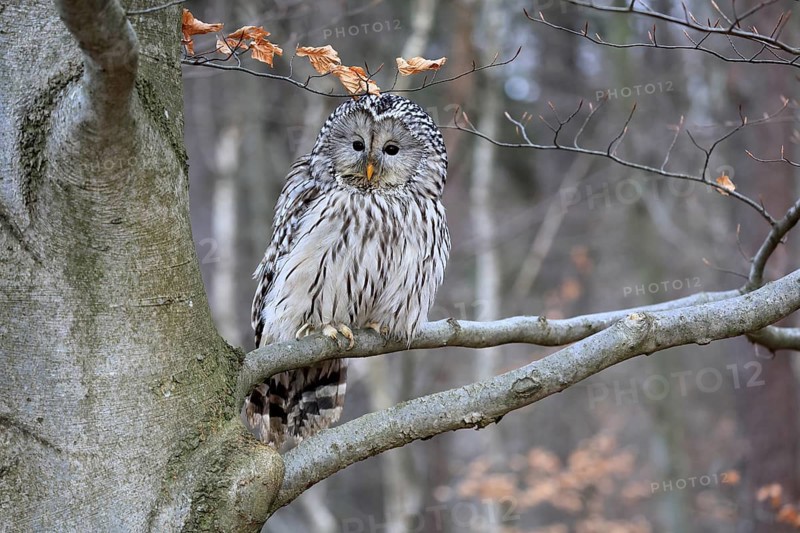Hawk owl (Strix uralensis), adult, in winter, on tree, Bohemian Forest, Czech Republic, Europe, Germany