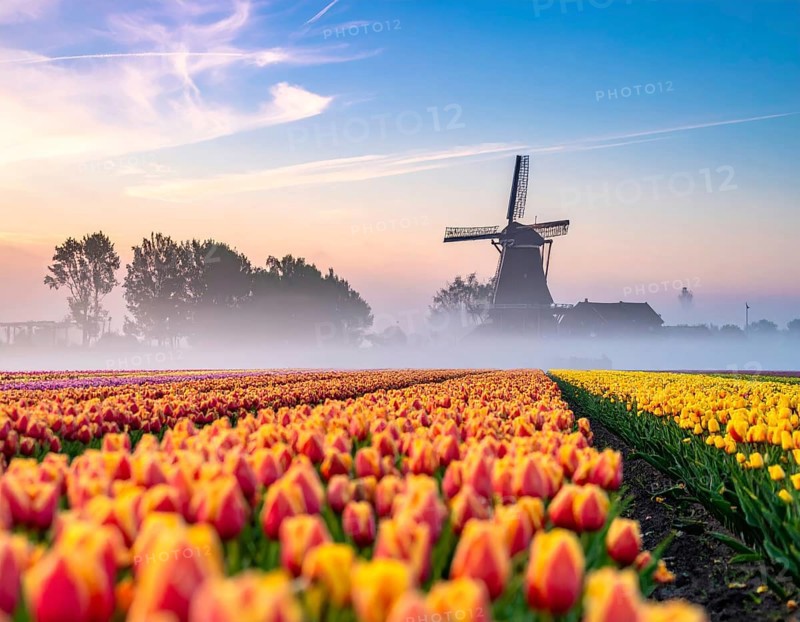Fog covered landscape in sunrise with tulip fields and windmill in background, AI generated