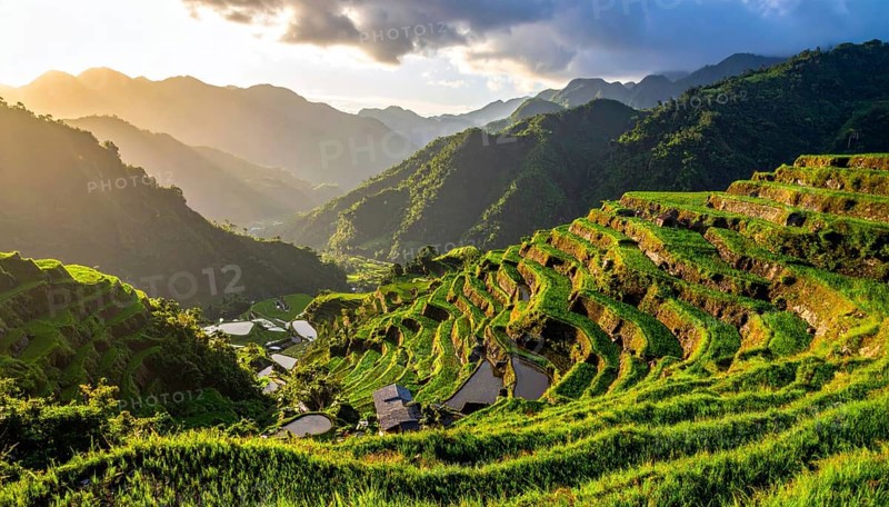 Early morning light bathes Philippines rice terraces cascading down mountain slopes, beautiful golden light, AI generated