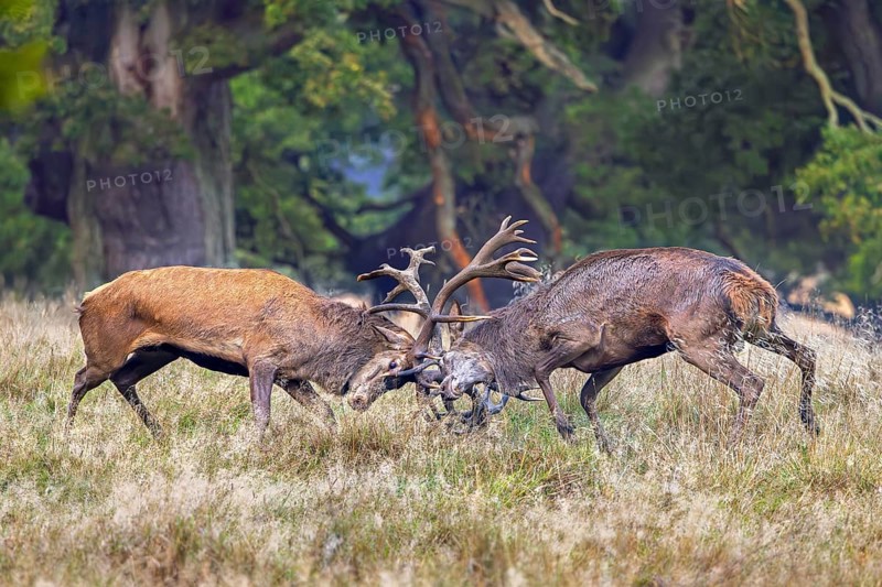 Two rutting red deer (Cervus elaphus) stags fighting by locking antlers during fierce mating battle in grassland at forest edge during rut in autumn