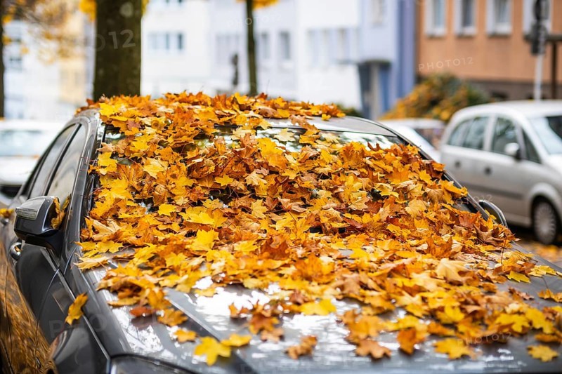 A car is covered with a thick layer of autumn leaves in autumn, Wuppertal, Germany