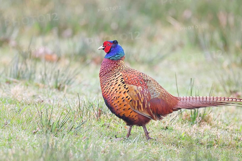 Pheasant, hunting pheasant (Phasianus colchicus), adult male bird in a meadow, wildlife, lembruch, ox moor, Dümmer nature park Park, Lower Saxony, Germany
