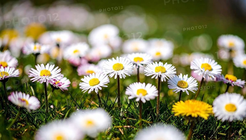 A sunny meadow with daisies in full bloom under bright sunlight, creating a vibrant and cheerful atmosphere, Blooming meadow with lots of white and pink spring daisy flowers and yellow dandelions, sunny day with blue clear sky, beautiful landscape in blurred background, fresh spring and summer nature concept, AI generated