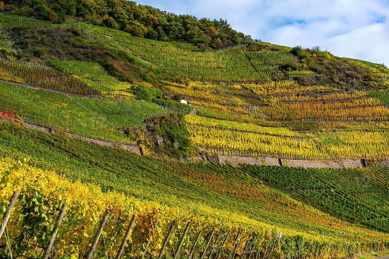 Vineyards in autumn in the middle Ahr Valley, near Mayschoß, Rhineland-Palatinate