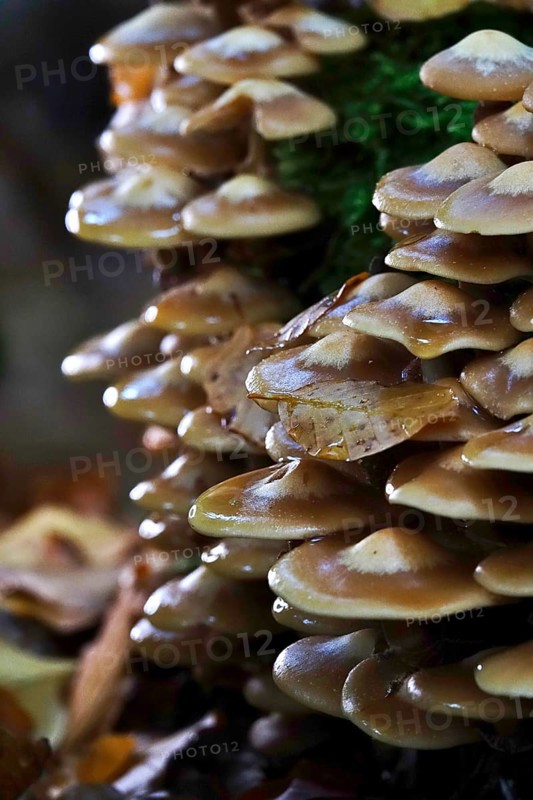 Autumn time, mushrooms in the forest, October, Germany