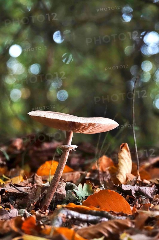 Autumn time, mushroom in the forest, October, Germany