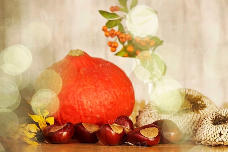 Autumn still life with pumpkin, sunflowers, chestnuts, October, Germany