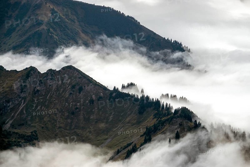 Ridge with conifers sticking out of fog, Allgäu Alps, near Oberstdorf, Oberallgäu, Allgäu, Bavaria, Germany