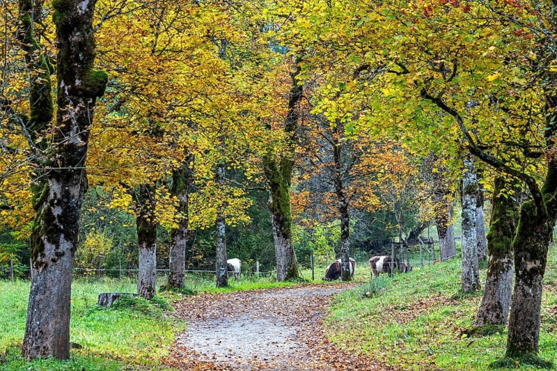 Autumn atmosphere, avenue with autumn-colored sycamore trees, Stillach Valley, near Heini-Klopfer Skiflugschanze, Oberstdorf, Oberallgäu, Allgäu, Bavaria, Germany