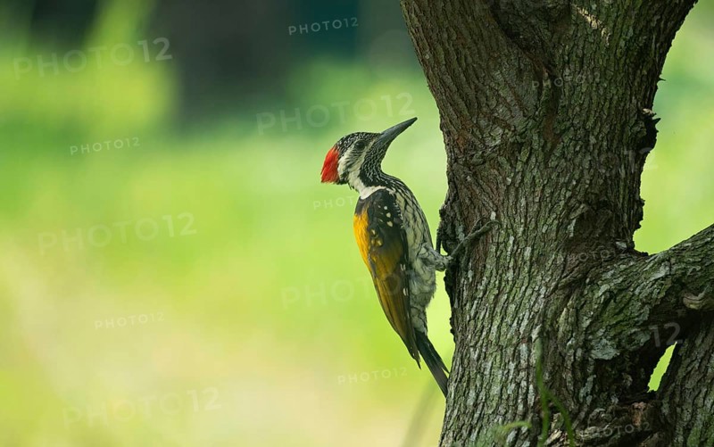 A close-up of a Black-rumped flameback (Dinopium benghalense) on a tree. Sreepur, Gazipur, Bangladesh