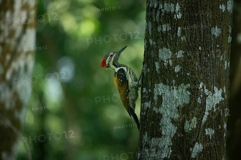 A closeup of a black-rumped flameback (Dynopium benghalense) on a tree in the forest. Sreepur, Gazipur, Bangladesh