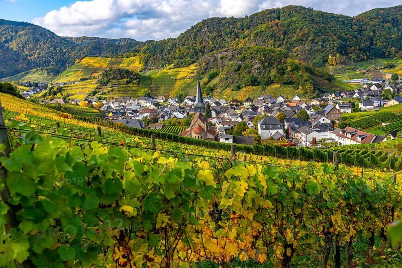 Vineyards in autumn in the central Ahr valley, near Mayschoß, Rhineland-Palatinate