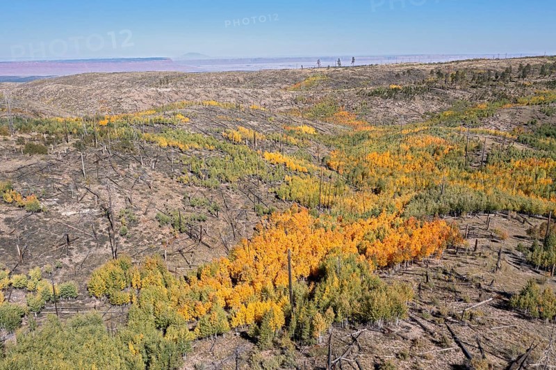 Jacob Lake, Arizona - Aspens show their brilliant fall colors as they revegetate the area burned by the Warm Fire in 2006. That wildfire burned 60, 000 acres north of the Grand Canyon in Kaibab National Forest
