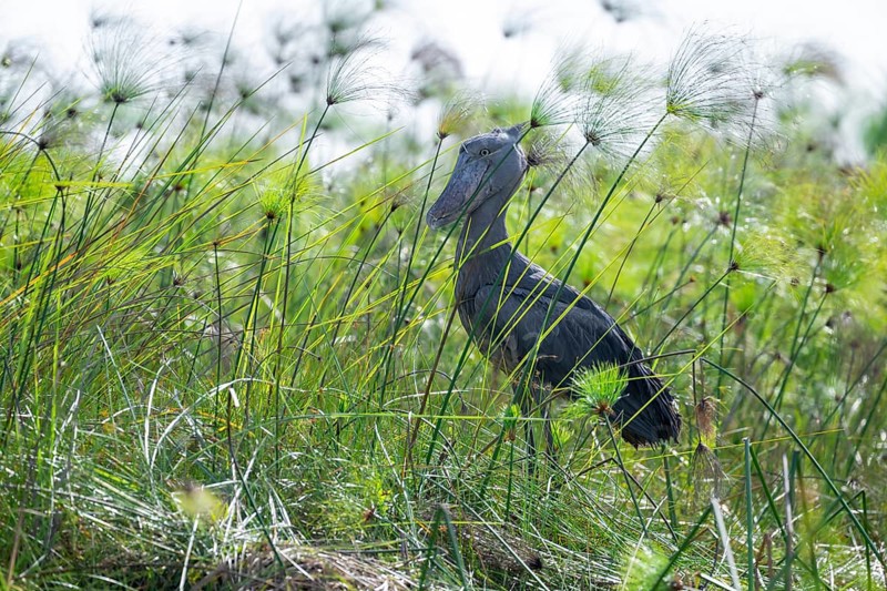 Shoebill (Balaeniceps rex) in the swamps of Mabamba between Papyrus, Lake Victoria, Uganda