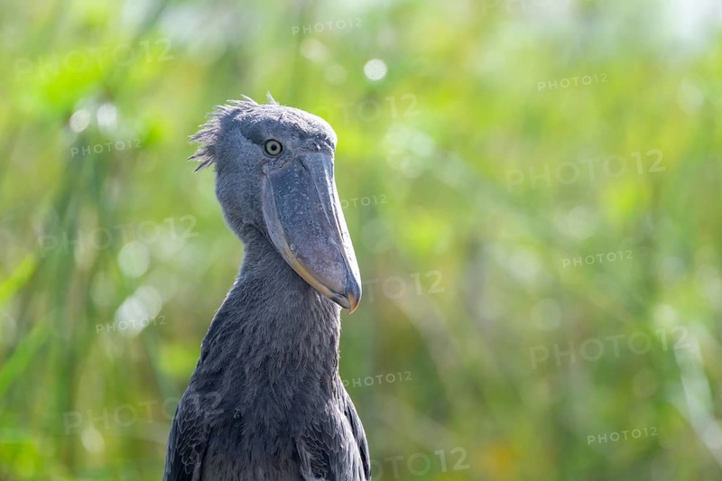 Shoebill (Balaeniceps rex) in the swamps of Mabamba, Lake Victoria, Uganda