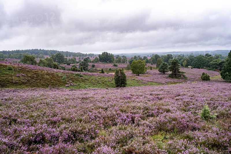 Purple flowering heath, broom heather and juniper bushes, Lüneburg Heath nature reserve, Lower Saxony, Germany