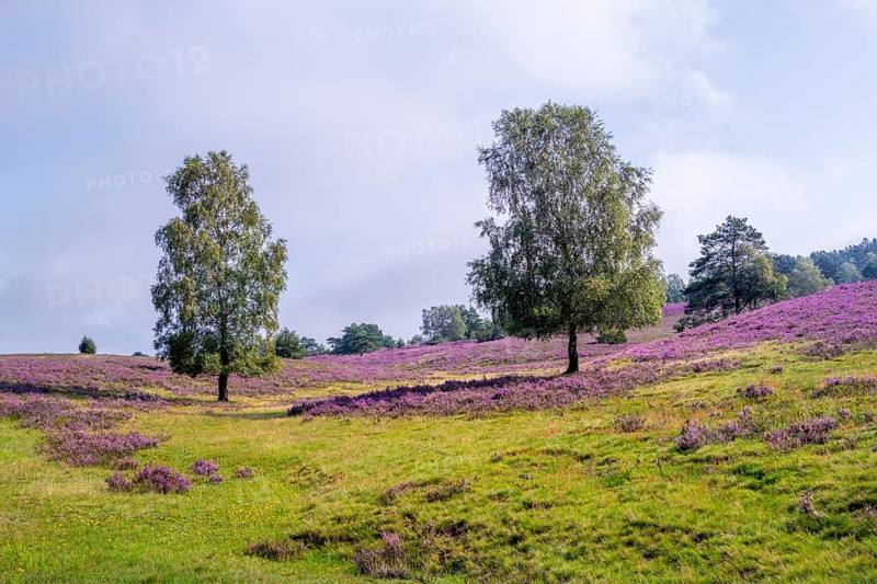Purple flowering heath, heather and juniper bushes, Lüneburg Heath nature reserve, Lower Saxony, Germany