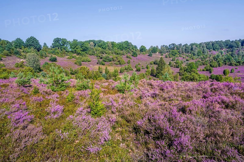 Purple flowering heath, broom heather and juniper bushes, in Totengrund, Wilsede Lüneburg Heath nature reserve, Lower Saxony, Germany