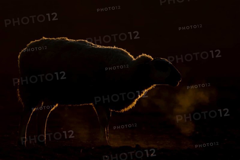 Domestic sheep (Ovis aries) adult farm animal bleeting in winter, England, United Kingdom