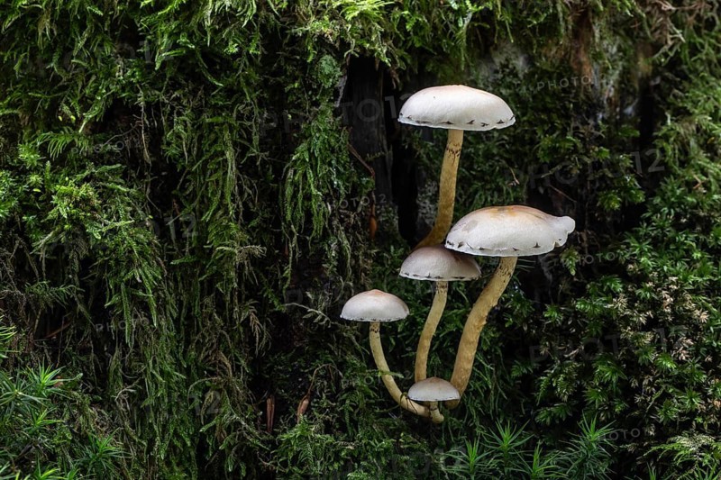 Sulphur tuft (Hypholoma fasciculare) Emsland, Lower Saxony, Germany