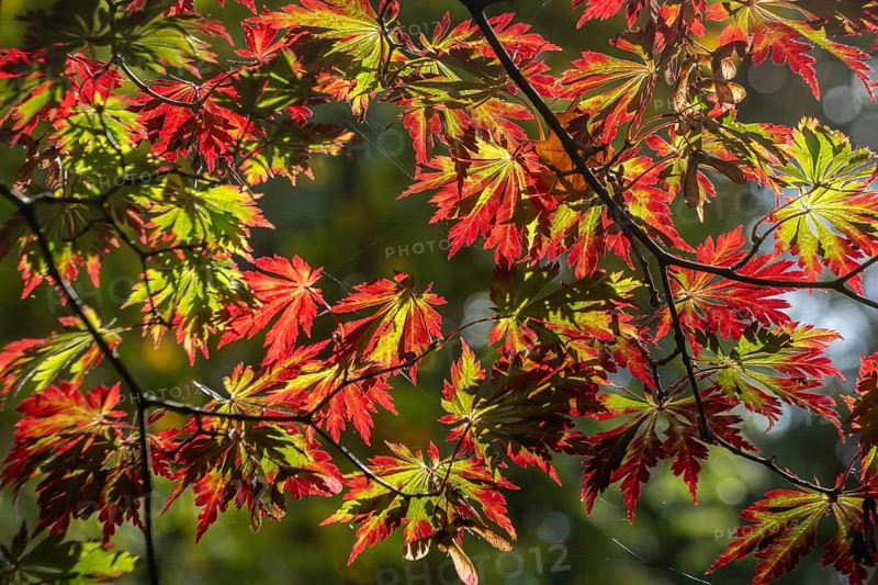 Aconite-leaved maple (Acer japonicum Aconitifolium), Emsland, Lower Saxony, Germany