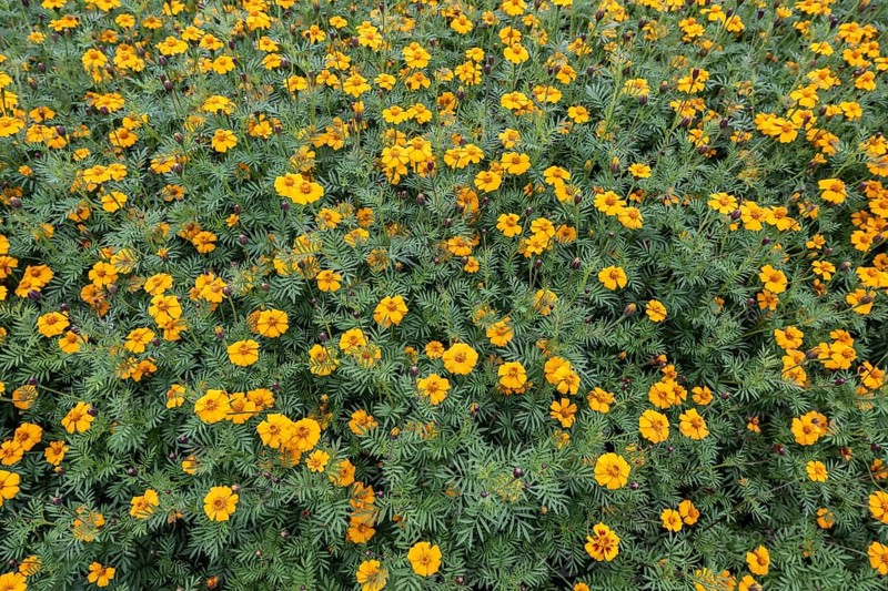 Marigolds (Tagetes), Emsland, Lower Saxony, Germany