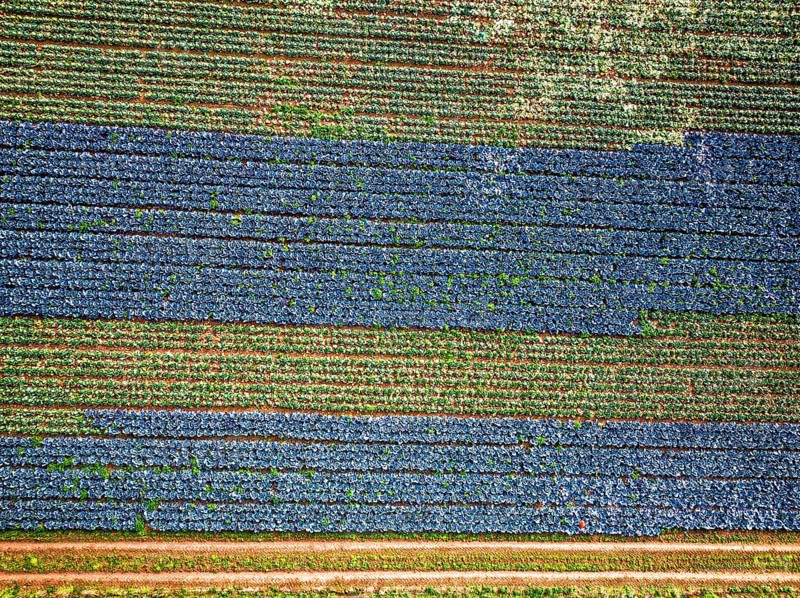 Top down view of red and green cabbage field from a drone, Devon, England, United Kingdom