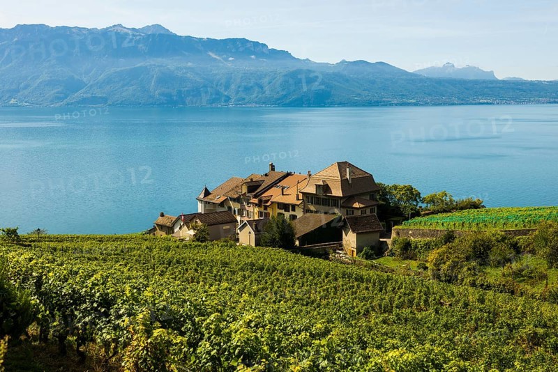 Picturesque village in the vineyards by the lake, Epesses, Lavaux, UNESCO World Heritage Site, Lake Geneva, Lac Léman, Canton of Vaud, Switzerland