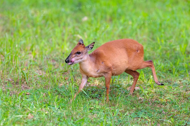 A female Red Forest Duiker (Cephalophus natalensis) stands in a green meadow, eating grass and herbs. Southeastern Africa