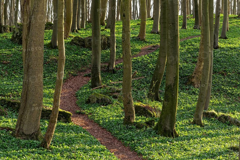 Winding forest path through an idyllic beech forest in spring with lush green wild garlic on the ground, Naturwald Saubrink-Oberberg, Ith, Weserbergland, Lower Saxony, Germany