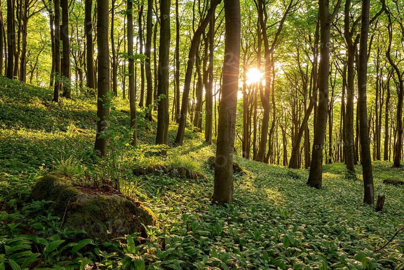 The light of the sun shines in an idyllic beech forest in spring with lush green wild garlic on the ground, Naturwald Saubrink-Oberberg, Ith, Weserbergland, Lower Saxony, Germany