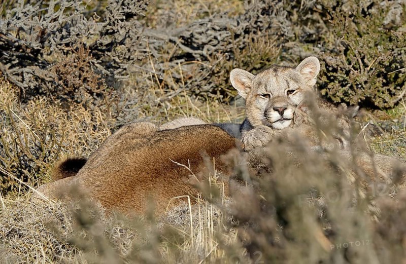 Cougar (Cougar concolor) female with young, Torres del Paine National Park, Chile, South America