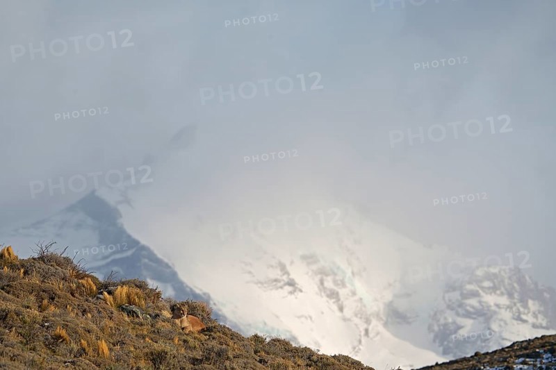 Cougar (Cougar concolor), Torres del Paine National Park, Chile, South America