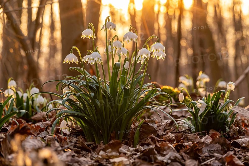 Close-up of spring knotweed (Leucojum vernum) in the forest, also known as marzenbecher, in picturesque evening light at flowering time in spring, Schweineberg nature reserve, Hameln, Lower Saxony, Germany