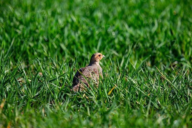 Grey partridge (Perdix perdix) Germany
