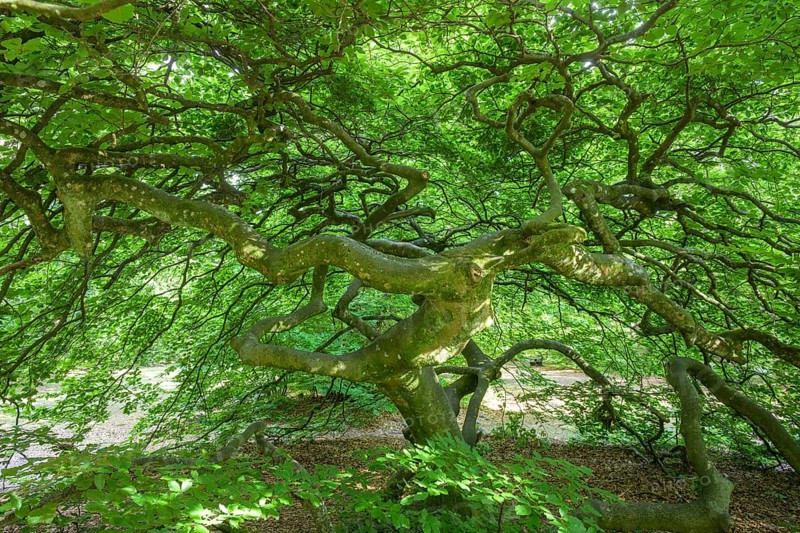 Faux de Verzy beech forest, Verzy, Marne, France