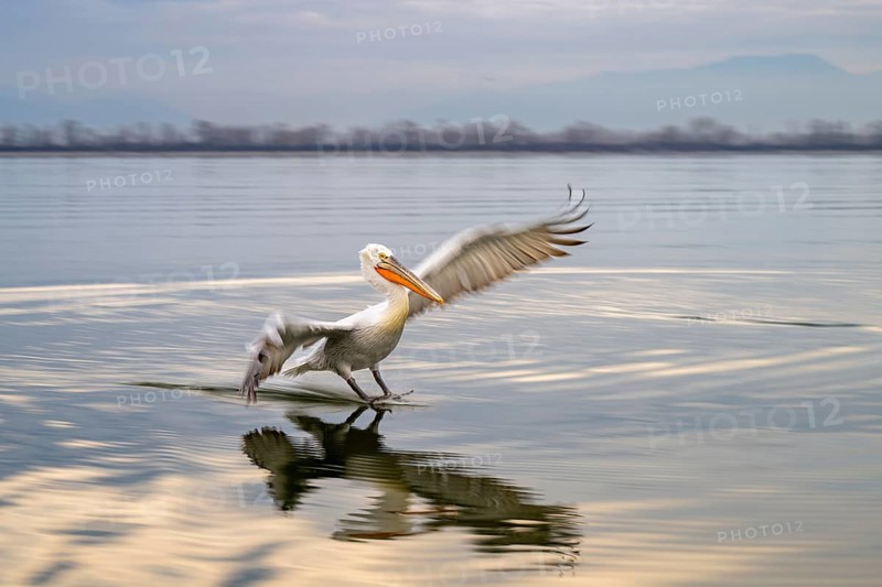 Dalmatian Pelican (Pelecanus crispus), Dalmatian Pelican, landing, long exposure, Lake Kerkini, Greece