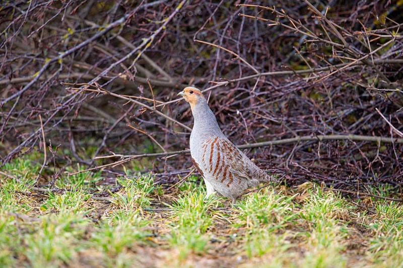Grey partridge (Perdix perdix) Germany