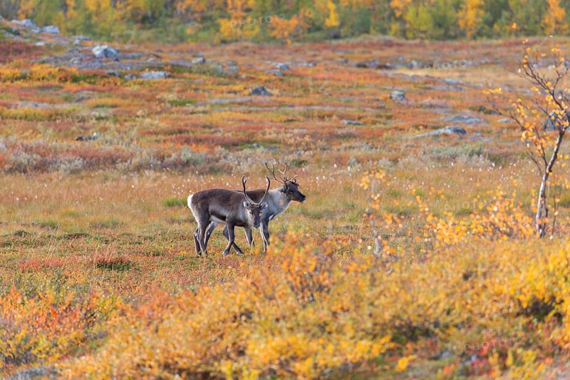 Reindeer herd at Abisko National Park in the colourful autumn of Lapland below Lapporten, Cuonjávággi