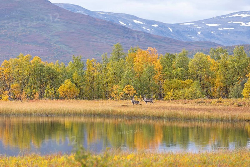 Reindeer at Abisko National Park in autumnal Lapland crossing a marshland by the lake