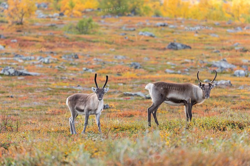 Reindeer herd at Abisko National Park in the colourful autumn of Lapland below Lapporten, Cuonjávággi
