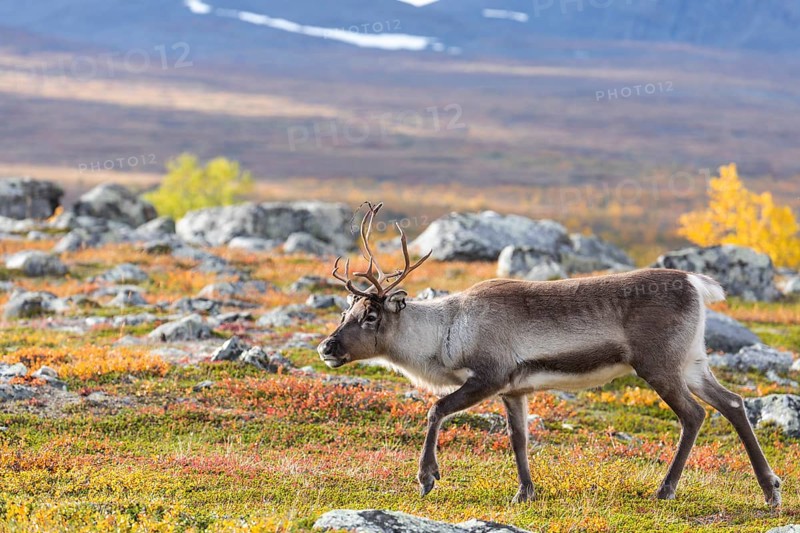 Reindeer at Abisko National Park in the colourful autumn of Lapland below Lapporten, Cuonjávággi