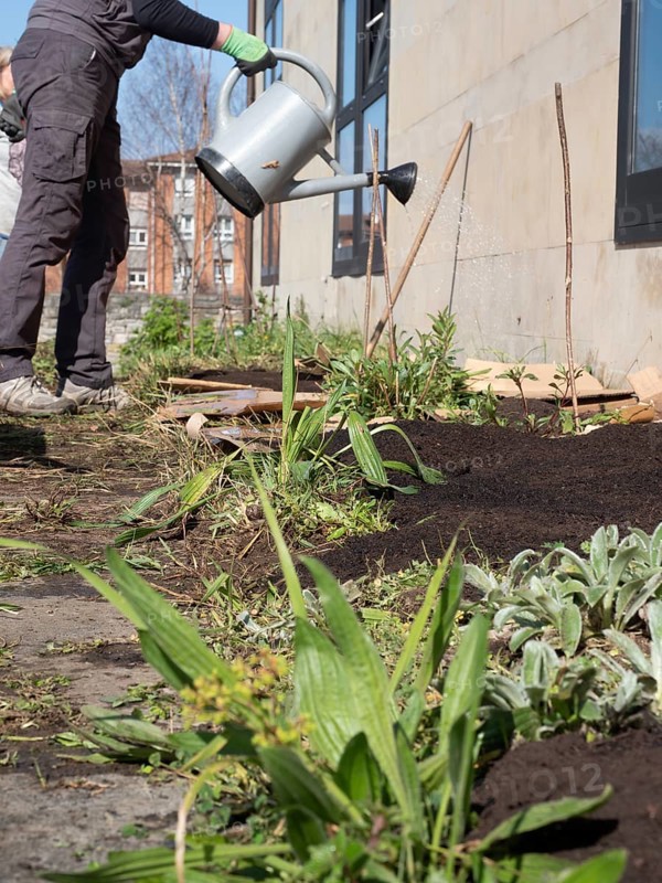 Gardener taking care of plants in a raised garden bed, watering them with a watering can