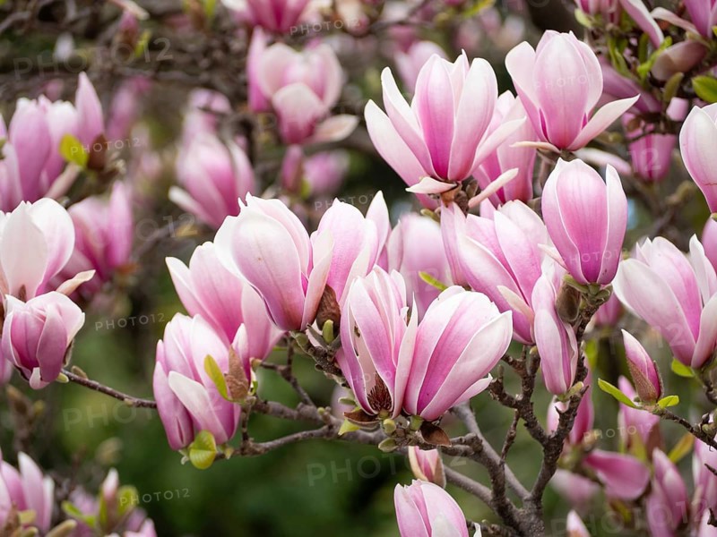 Pink magnolia flowers blooming on a tree branch in a spring garden, creating a stunning natural display