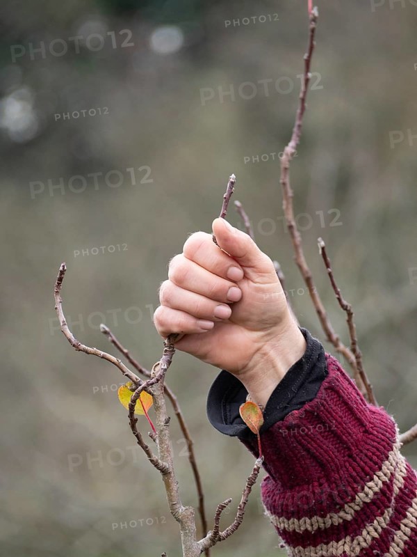 Farmer examining small branches of a fruit tree, checking for buds in winter