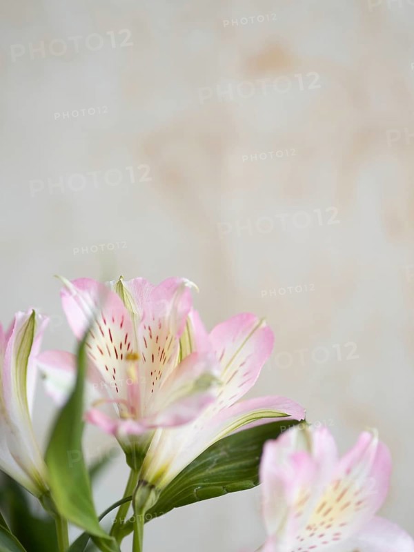 Pink and white alstroemeria flowers create a delicate and elegant floral display